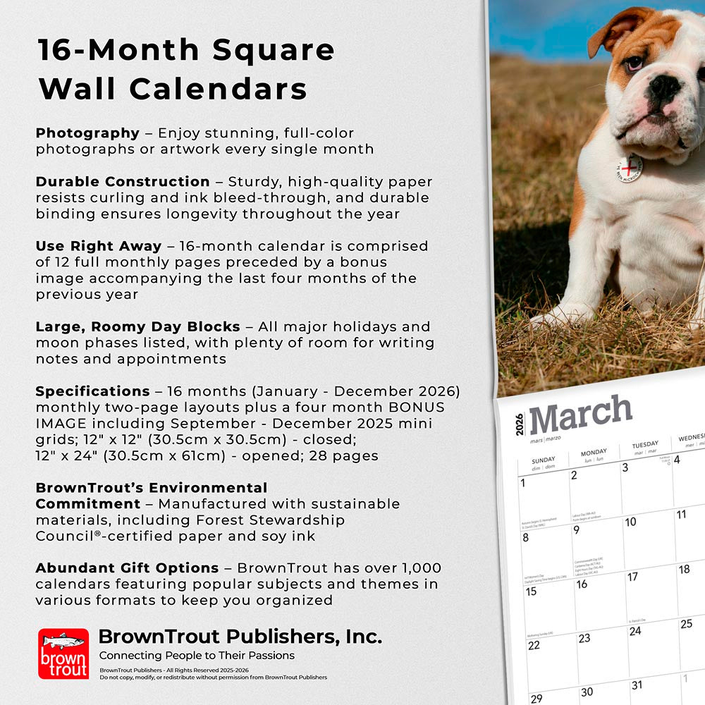 Bulldog Puppies | 2026 12 x 24 Inch (Hanging) Monthly Square Wall Calendar