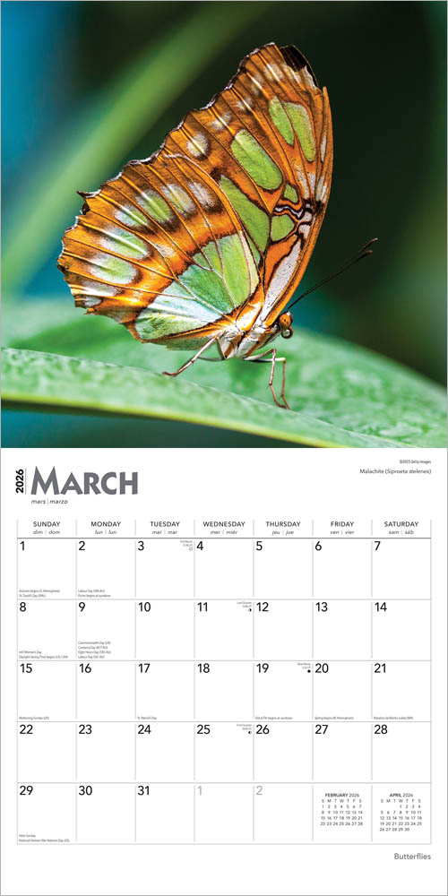 Butterflies | 2026 12 x 24 Inch (Hanging) Monthly Square Wall Calendar