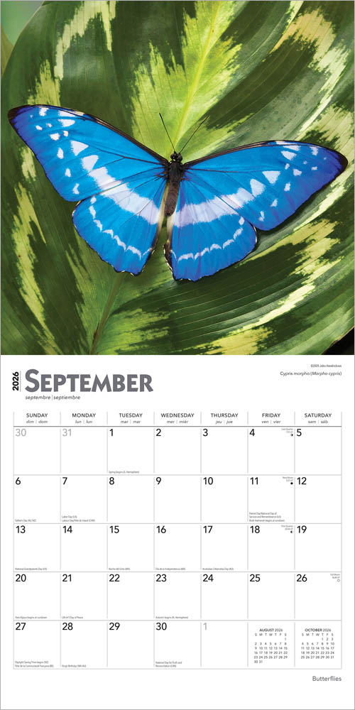 Butterflies | 2026 12 x 24 Inch (Hanging) Monthly Square Wall Calendar