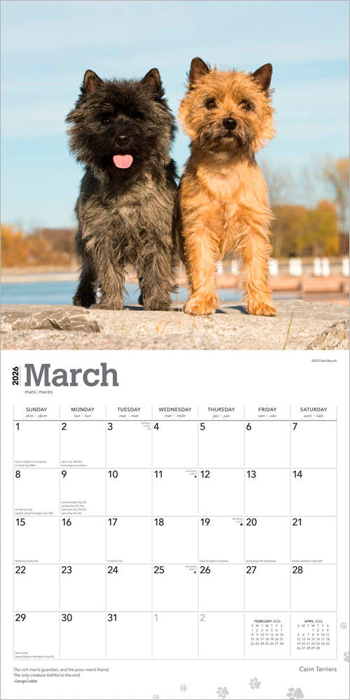 Cairn Terriers | 2026 12 x 24 Inch (Hanging) Monthly Square Wall Calendar