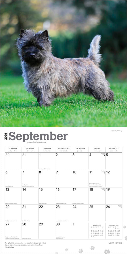 Cairn Terriers | 2026 12 x 24 Inch (Hanging) Monthly Square Wall Calendar