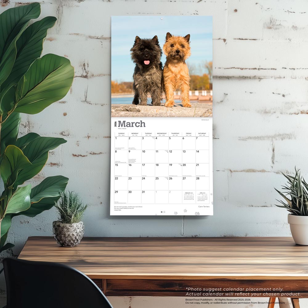 Cairn Terriers | 2026 12 x 24 Inch (Hanging) Monthly Square Wall Calendar