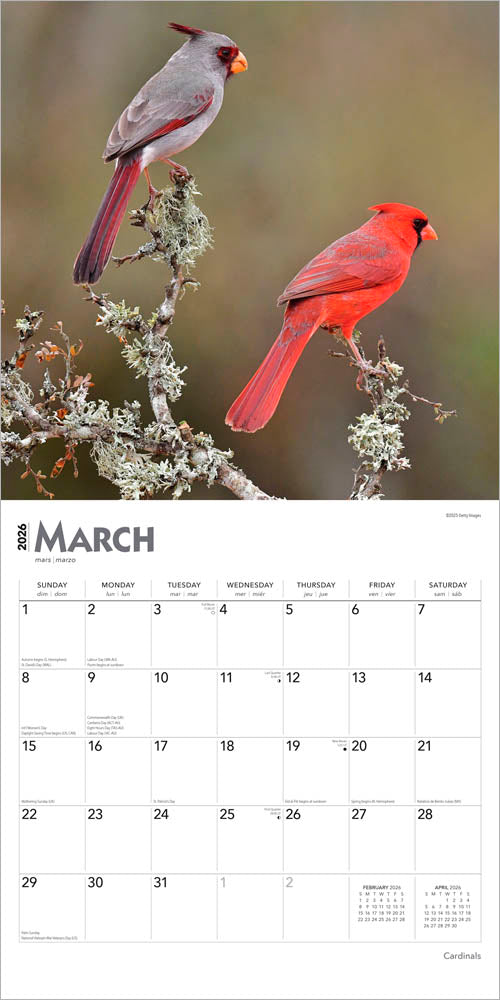 Cardinals | 2026 12 x 24 Inch (Hanging) Monthly Square Wall Calendar