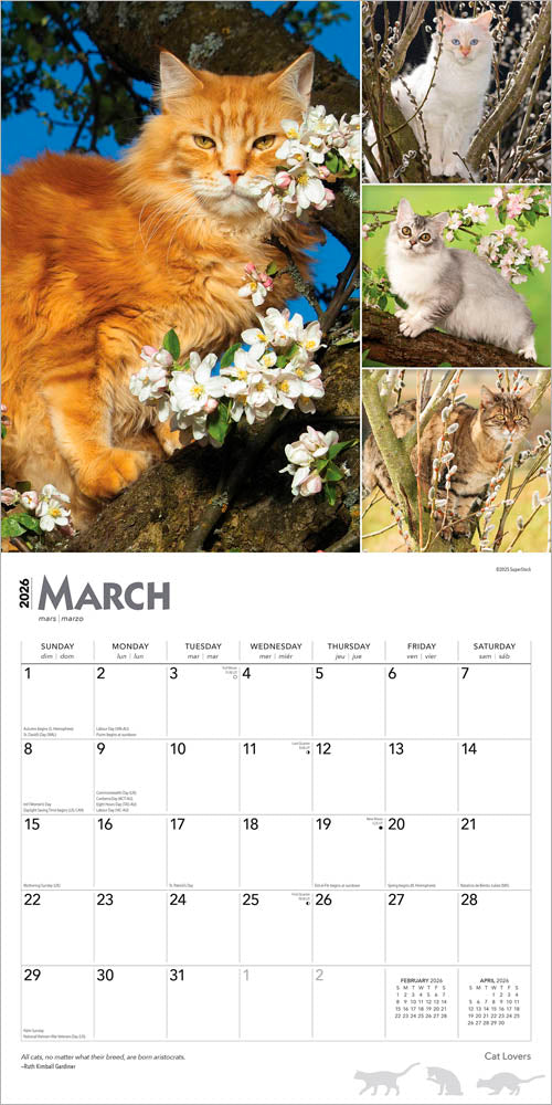 Cat Lovers | 2026 12 x 24 Inch (Hanging) Monthly Square Wall Calendar | Foil Stamped Cover