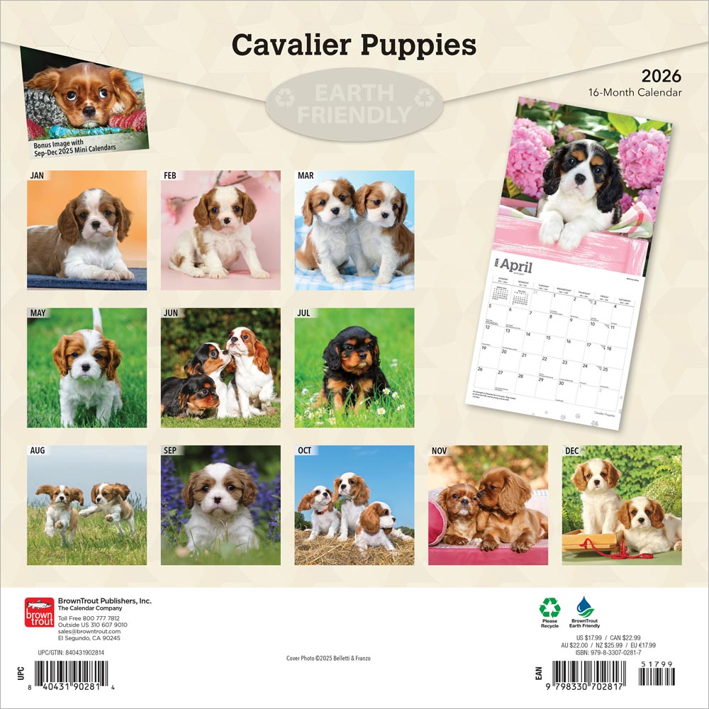 Cavalier King Charles Spaniel Puppies | 2026 12 x 24 Inch (Hanging) Monthly Square Wall Calendar