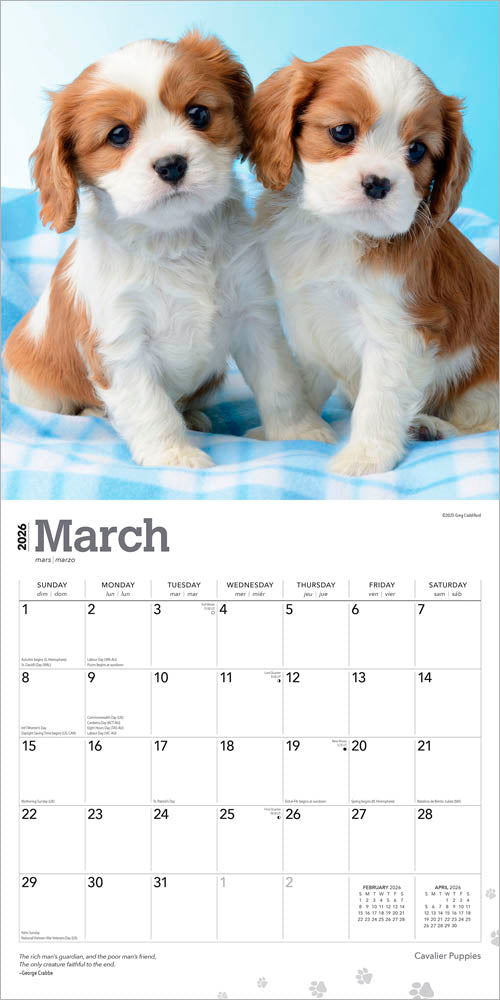 Cavalier King Charles Spaniel Puppies | 2026 12 x 24 Inch (Hanging) Monthly Square Wall Calendar
