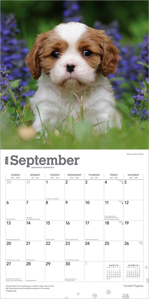 Cavalier King Charles Spaniel Puppies | 2026 12 x 24 Inch (Hanging) Monthly Square Wall Calendar