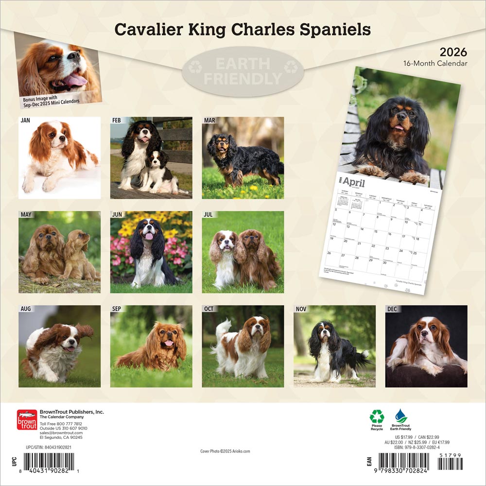 Cavalier King Charles Spaniels | 2026 12 x 24 Inch (Hanging) Monthly Square Wall Calendar