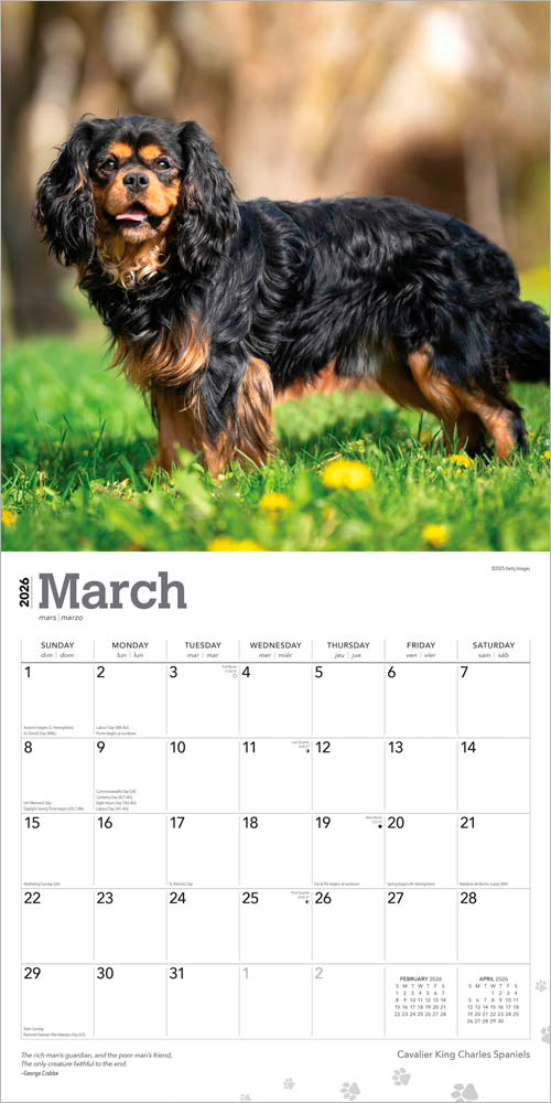 Cavalier King Charles Spaniels | 2026 12 x 24 Inch (Hanging) Monthly Square Wall Calendar