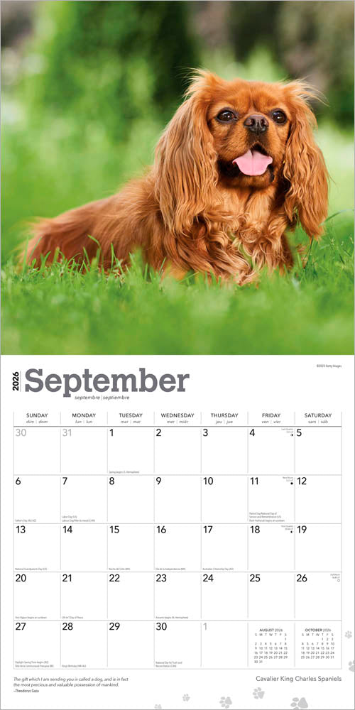 Cavalier King Charles Spaniels | 2026 12 x 24 Inch (Hanging) Monthly Square Wall Calendar