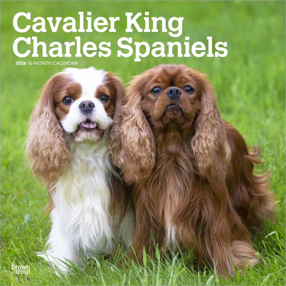 Cavalier King Charles Spaniels | 2026 12 x 24 Inch (Hanging) Monthly Square Wall Calendar