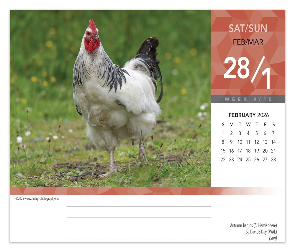 Chickens | 2026 6 x 5 Inch Daily Desktop Box Calendar | New Page Every Day
