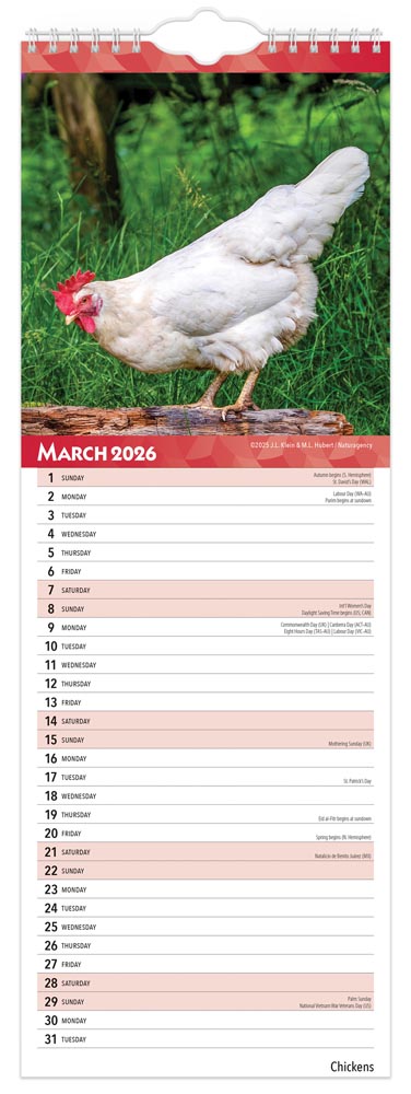 Chickens | 2026 5.7 x 16.5 Inch (Hanging) Monthly Slimline Wall Calendar