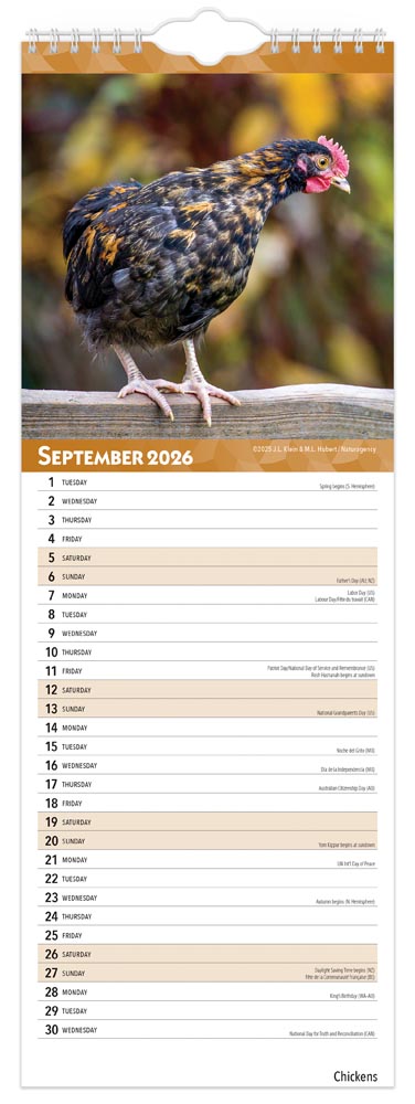 Chickens | 2026 5.7 x 16.5 Inch (Hanging) Monthly Slimline Wall Calendar