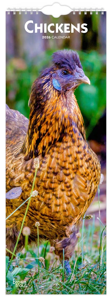 Chickens | 2026 5.7 x 16.5 Inch (Hanging) Monthly Slimline Wall Calendar