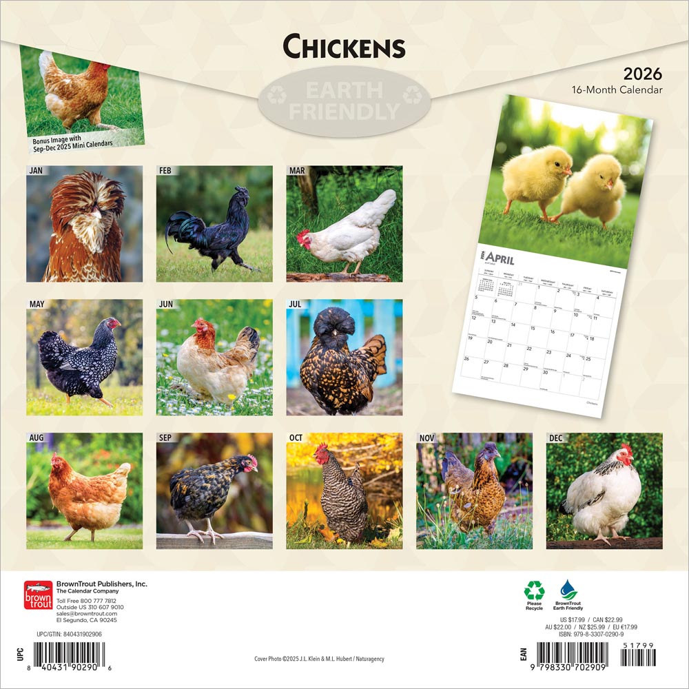Chickens | 2026 12 x 24 Inch (Hanging) Monthly Square Wall Calendar