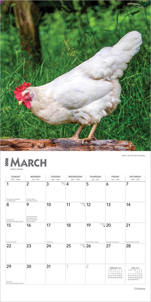 Chickens | 2026 12 x 24 Inch (Hanging) Monthly Square Wall Calendar