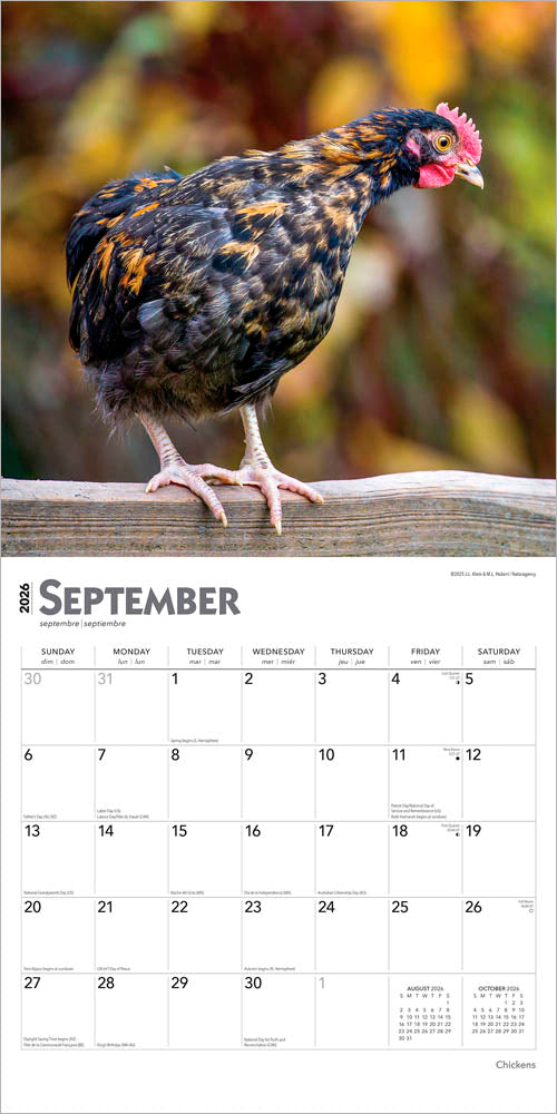 Chickens | 2026 12 x 24 Inch (Hanging) Monthly Square Wall Calendar