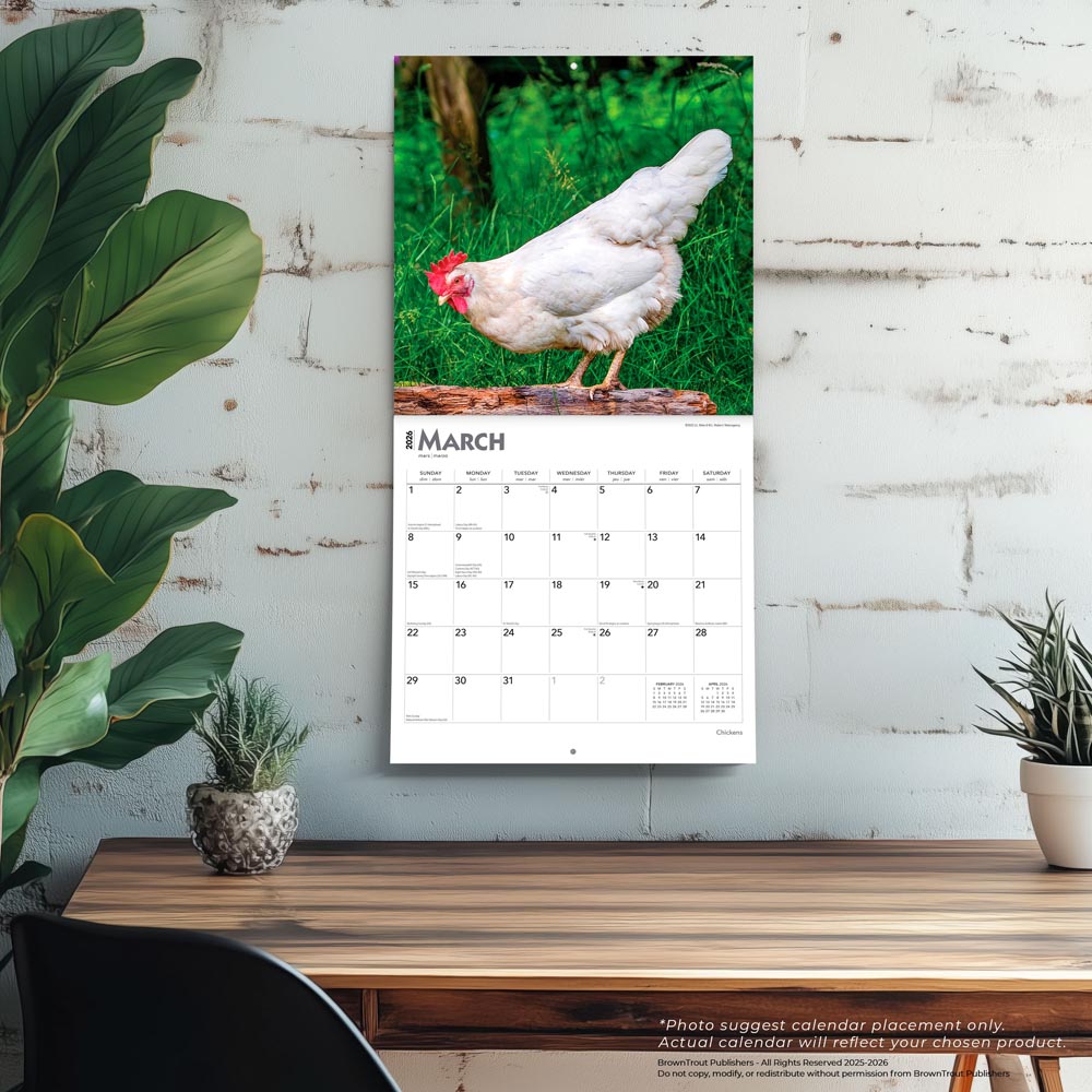 Chickens | 2026 12 x 24 Inch (Hanging) Monthly Square Wall Calendar