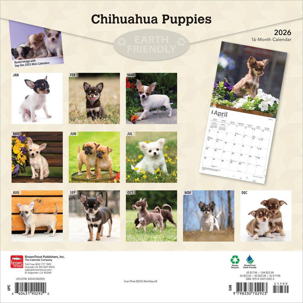 Chihuahua Puppies | 2026 12 x 24 Inch (Hanging) Monthly Square Wall Calendar