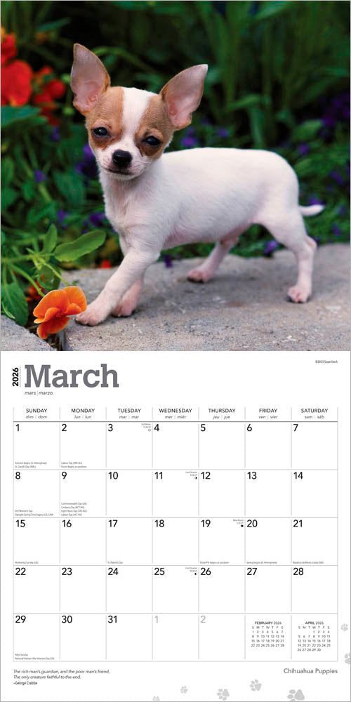 Chihuahua Puppies | 2026 12 x 24 Inch (Hanging) Monthly Square Wall Calendar
