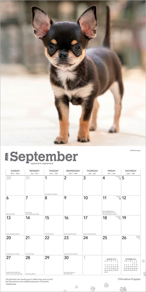 Chihuahua Puppies | 2026 12 x 24 Inch (Hanging) Monthly Square Wall Calendar