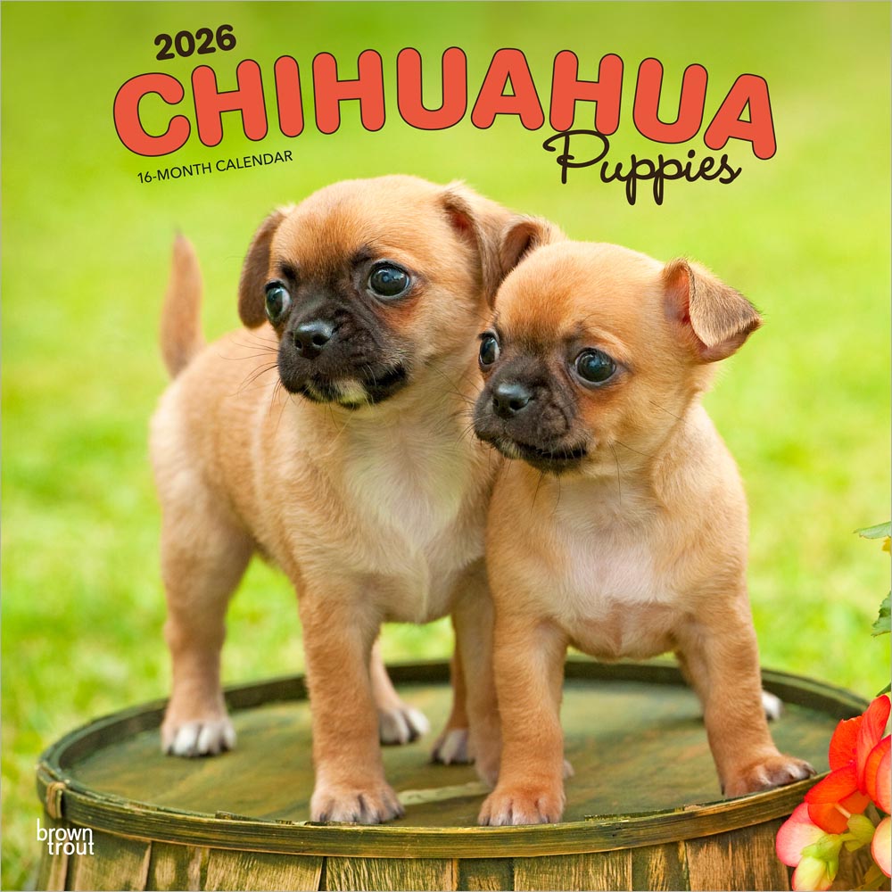 Chihuahua Puppies | 2026 12 x 24 Inch (Hanging) Monthly Square Wall Calendar