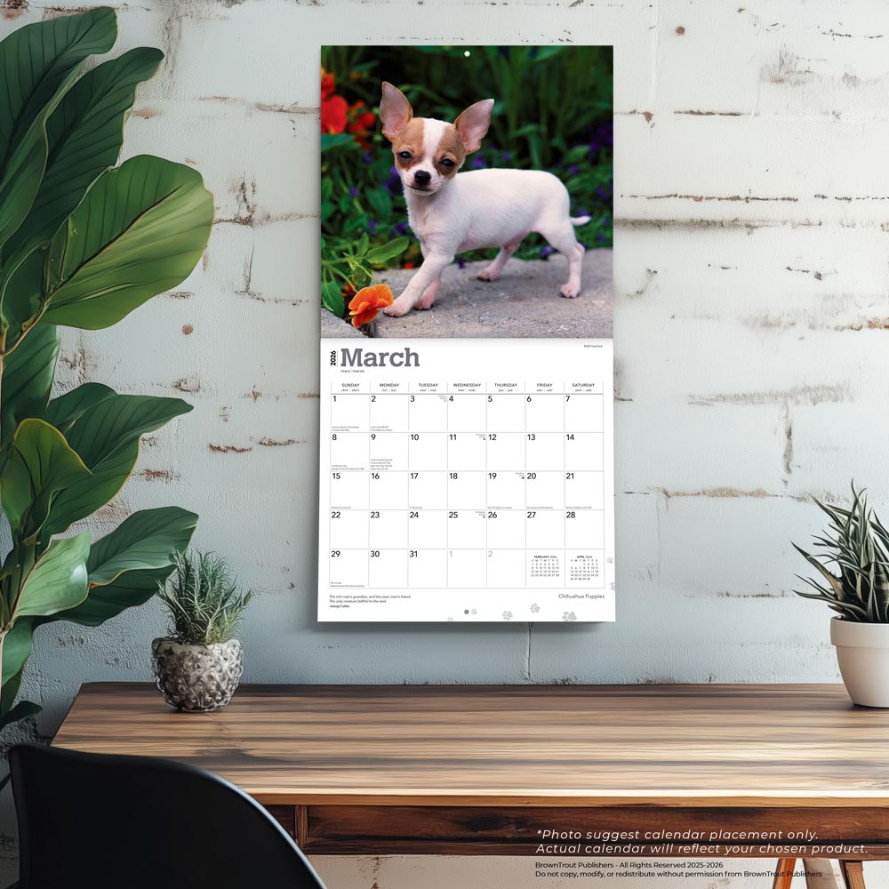 Chihuahua Puppies | 2026 12 x 24 Inch (Hanging) Monthly Square Wall Calendar