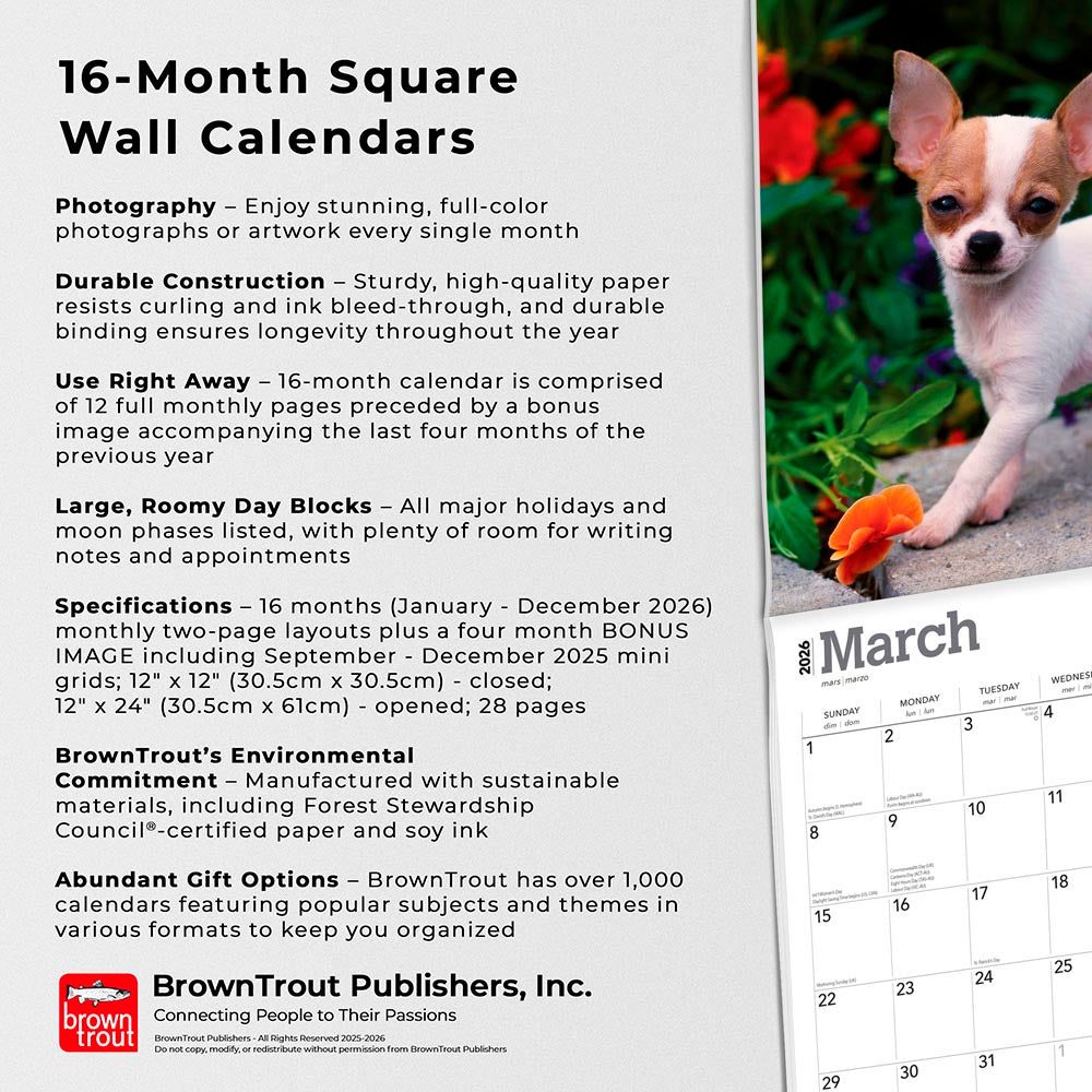 Chihuahua Puppies | 2026 12 x 24 Inch (Hanging) Monthly Square Wall Calendar