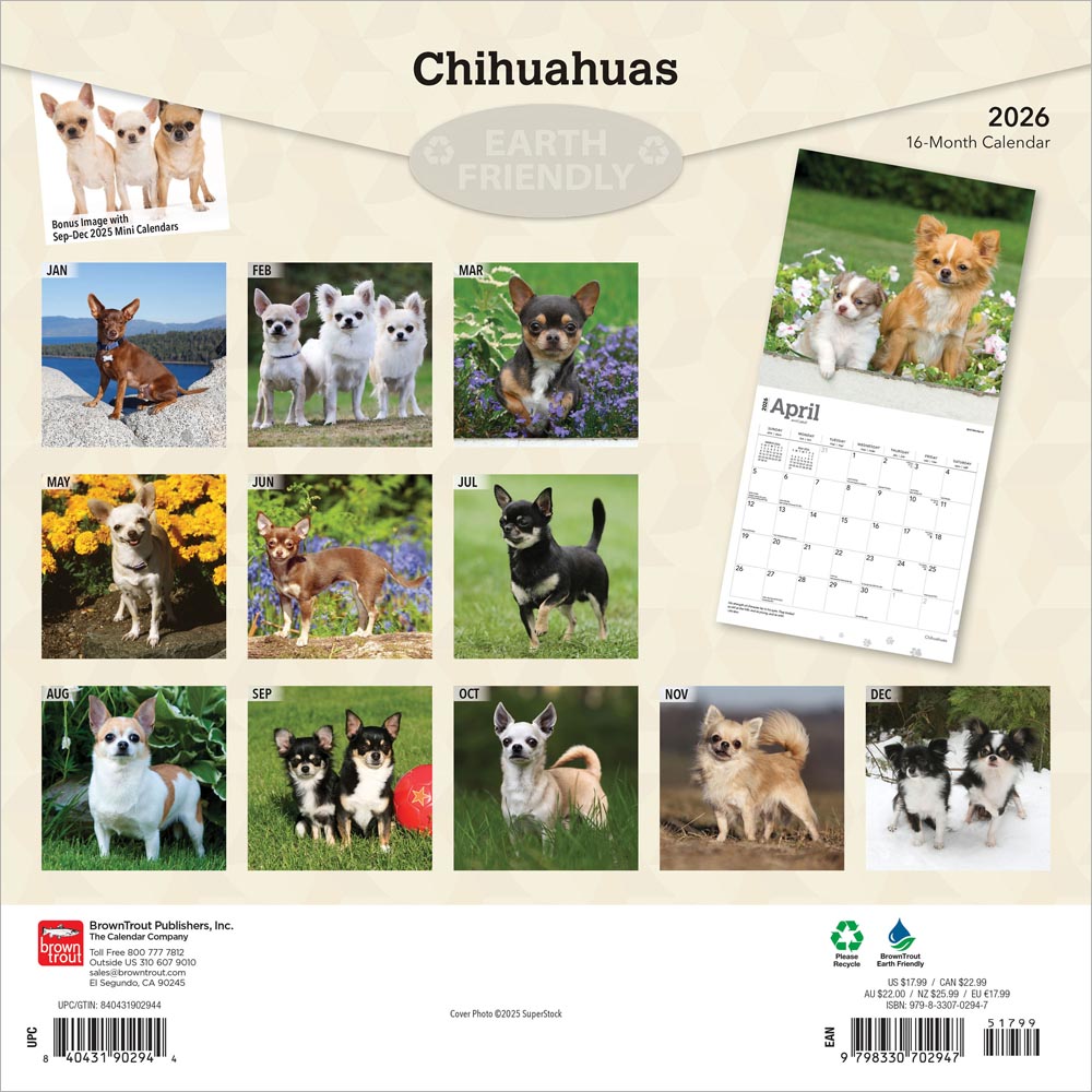 Chihuahuas | 2026 12 x 24 Inch (Hanging) Monthly Square Wall Calendar