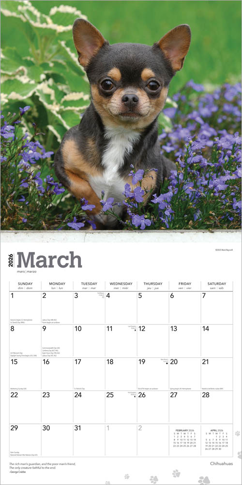 Chihuahuas | 2026 12 x 24 Inch (Hanging) Monthly Square Wall Calendar