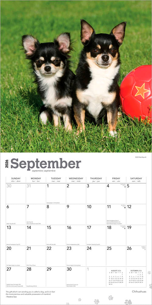 Chihuahuas | 2026 12 x 24 Inch (Hanging) Monthly Square Wall Calendar