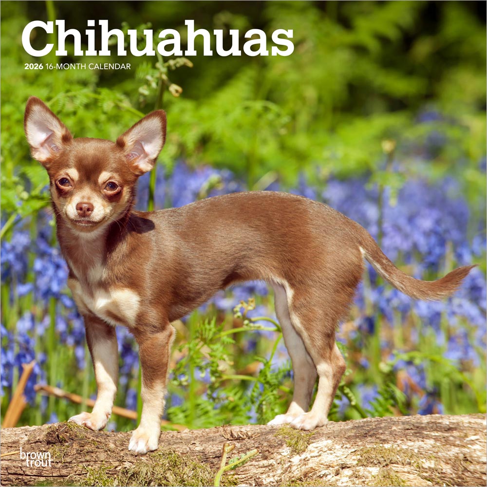 Chihuahuas | 2026 12 x 24 Inch (Hanging) Monthly Square Wall Calendar