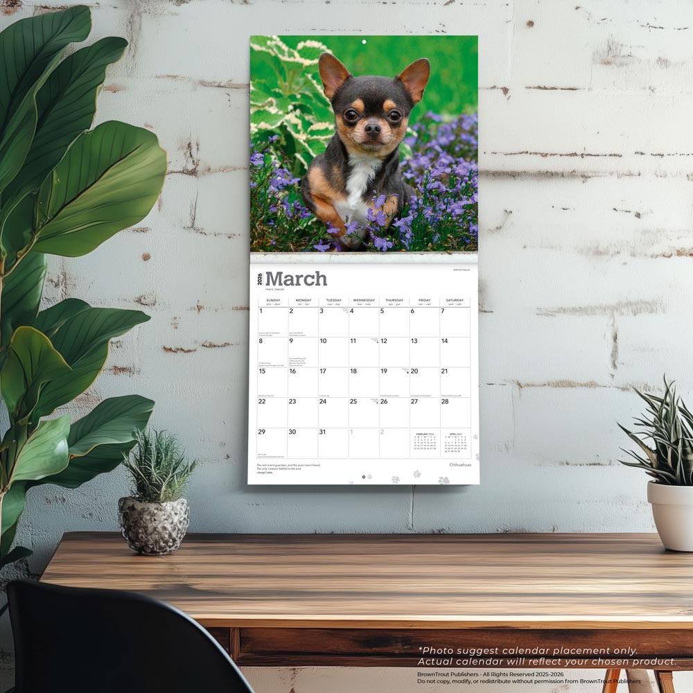 Chihuahuas | 2026 12 x 24 Inch (Hanging) Monthly Square Wall Calendar