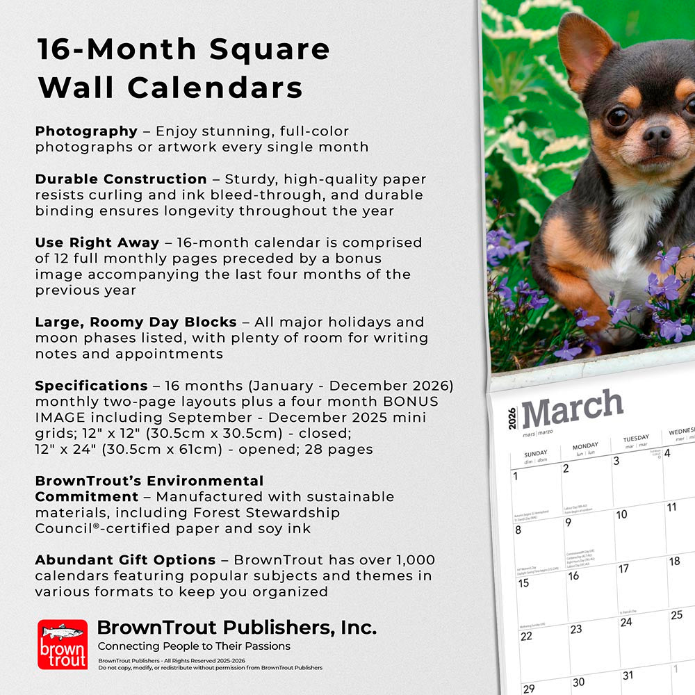 Chihuahuas | 2026 12 x 24 Inch (Hanging) Monthly Square Wall Calendar