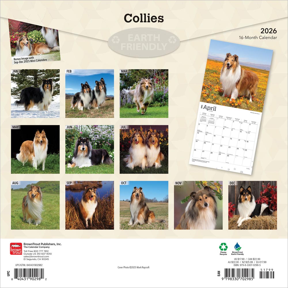 Collies | 2026 12 x 24 Inch (Hanging) Monthly Square Wall Calendar