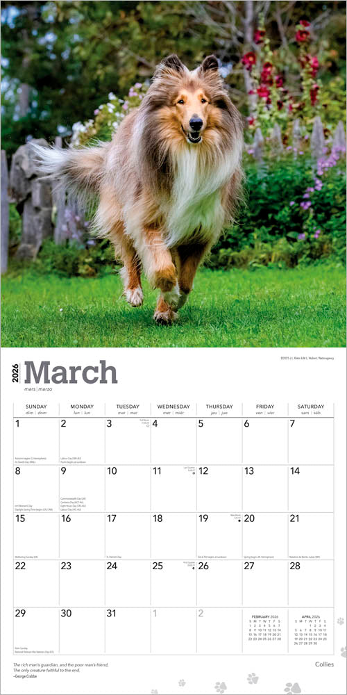 Collies | 2026 12 x 24 Inch (Hanging) Monthly Square Wall Calendar