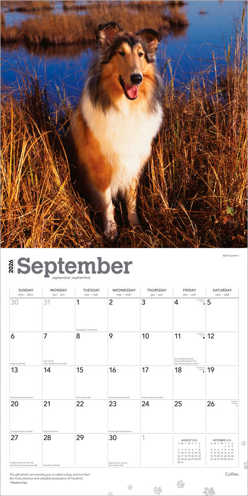 Collies | 2026 12 x 24 Inch (Hanging) Monthly Square Wall Calendar