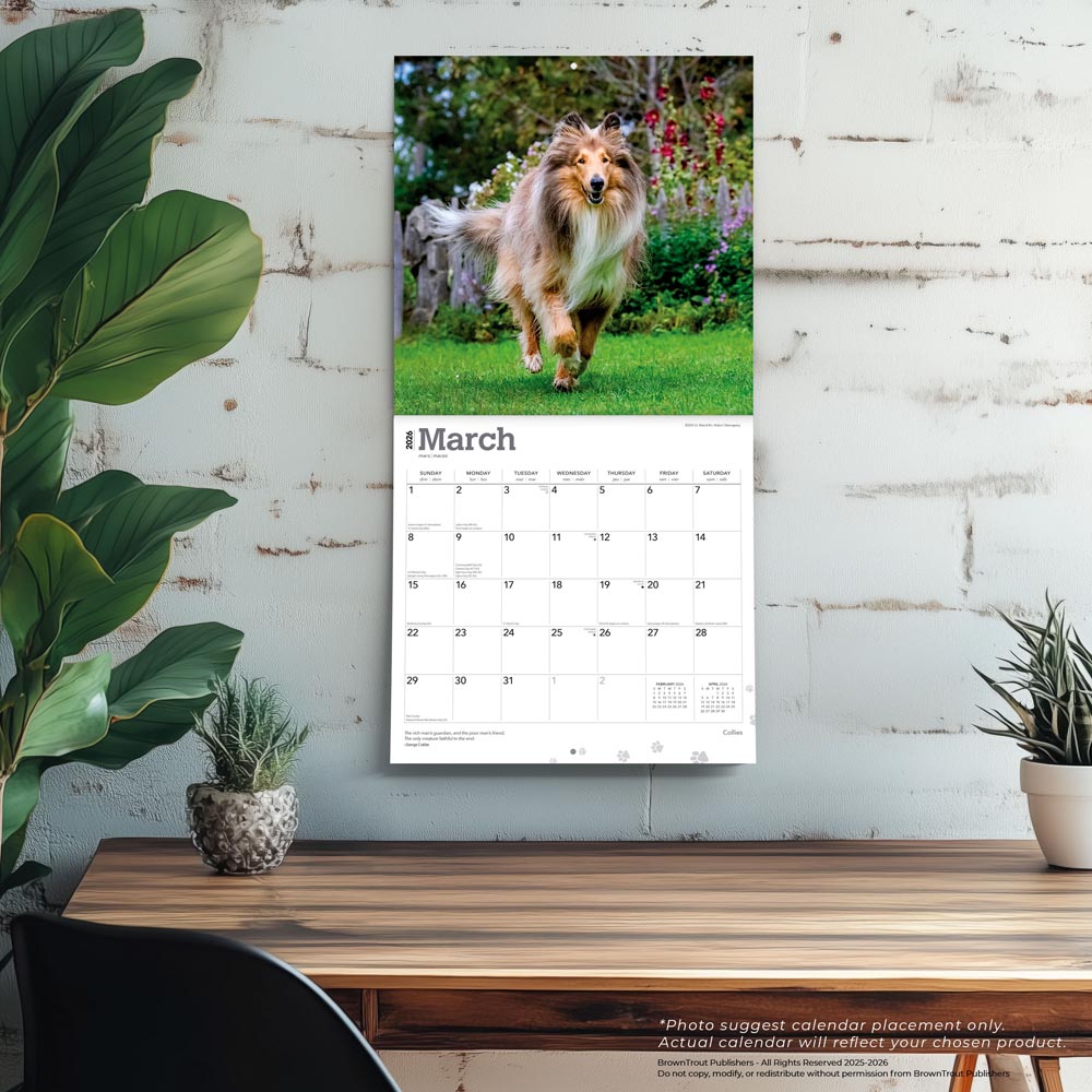 Collies | 2026 12 x 24 Inch (Hanging) Monthly Square Wall Calendar