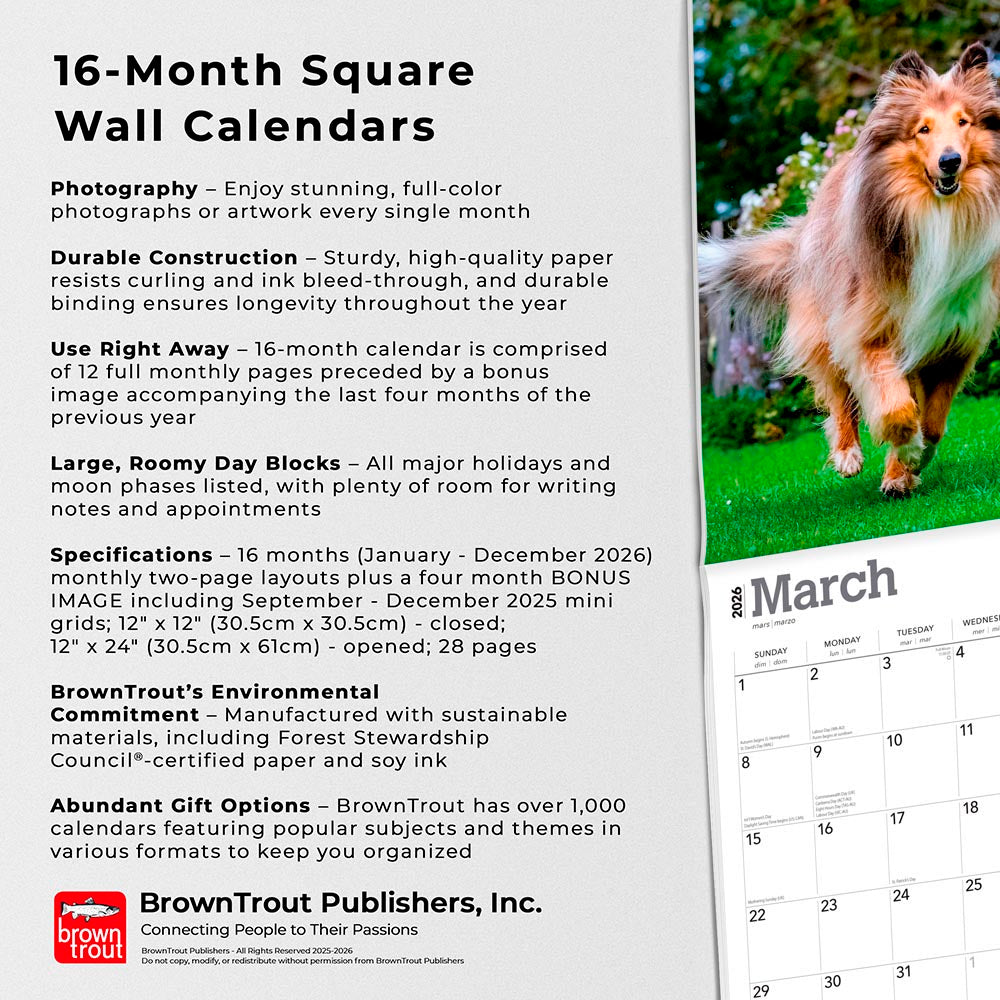 Collies | 2026 12 x 24 Inch (Hanging) Monthly Square Wall Calendar