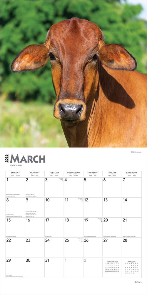 Cows | 2026 12 x 24 Inch (Hanging) Monthly Square Wall Calendar