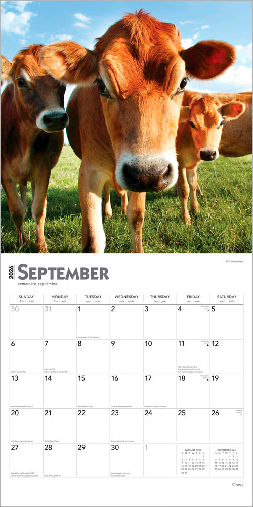 Cows | 2026 12 x 24 Inch (Hanging) Monthly Square Wall Calendar