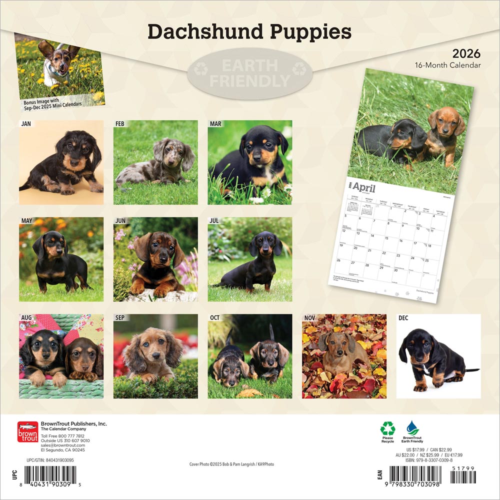 Dachshund Puppies | 2026 12 x 24 Inch (Hanging) Monthly Square Wall Calendar