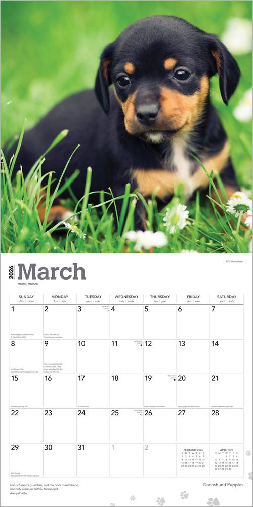 Dachshund Puppies | 2026 12 x 24 Inch (Hanging) Monthly Square Wall Calendar