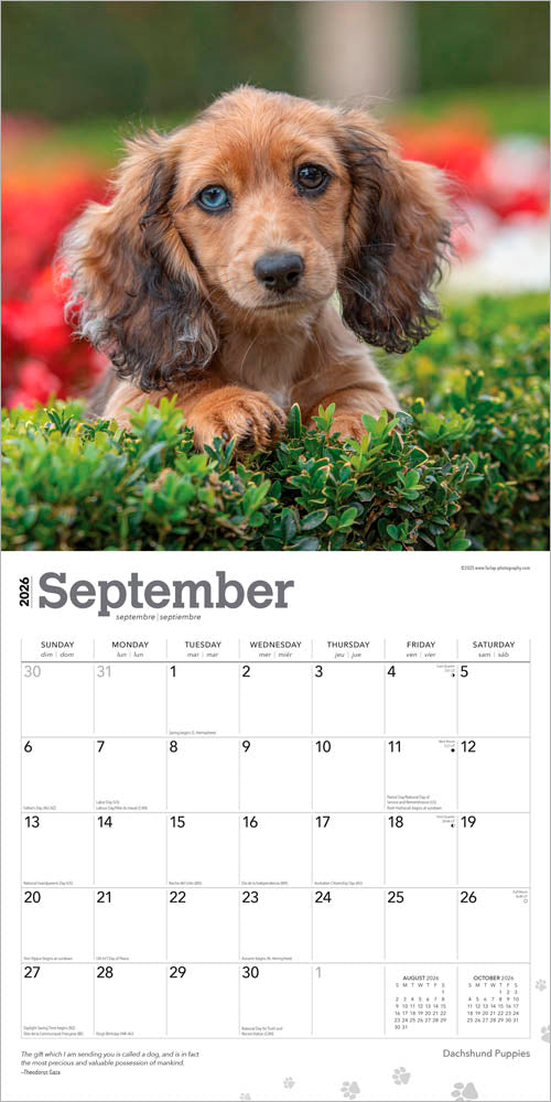 Dachshund Puppies | 2026 12 x 24 Inch (Hanging) Monthly Square Wall Calendar