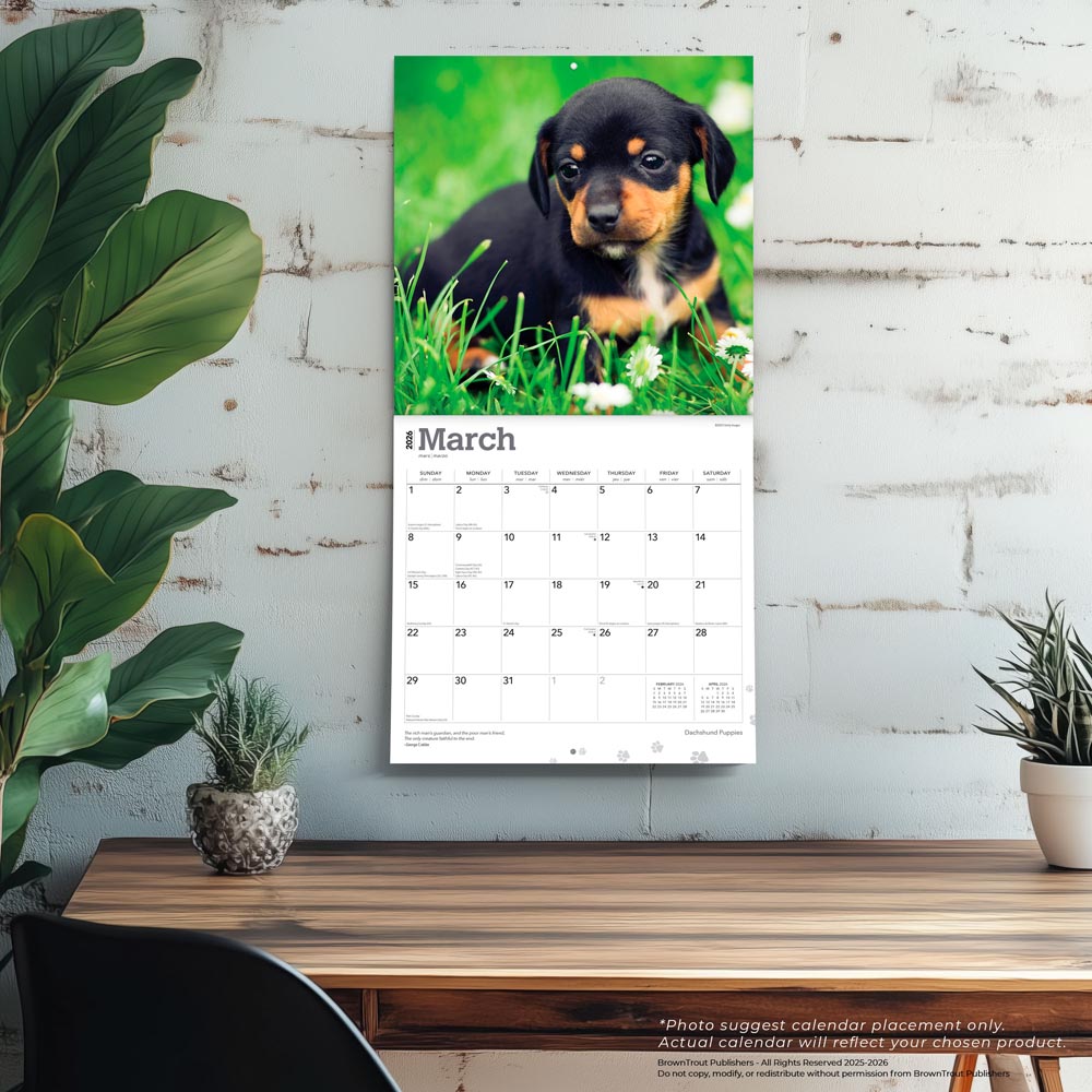 Dachshund Puppies | 2026 12 x 24 Inch (Hanging) Monthly Square Wall Calendar
