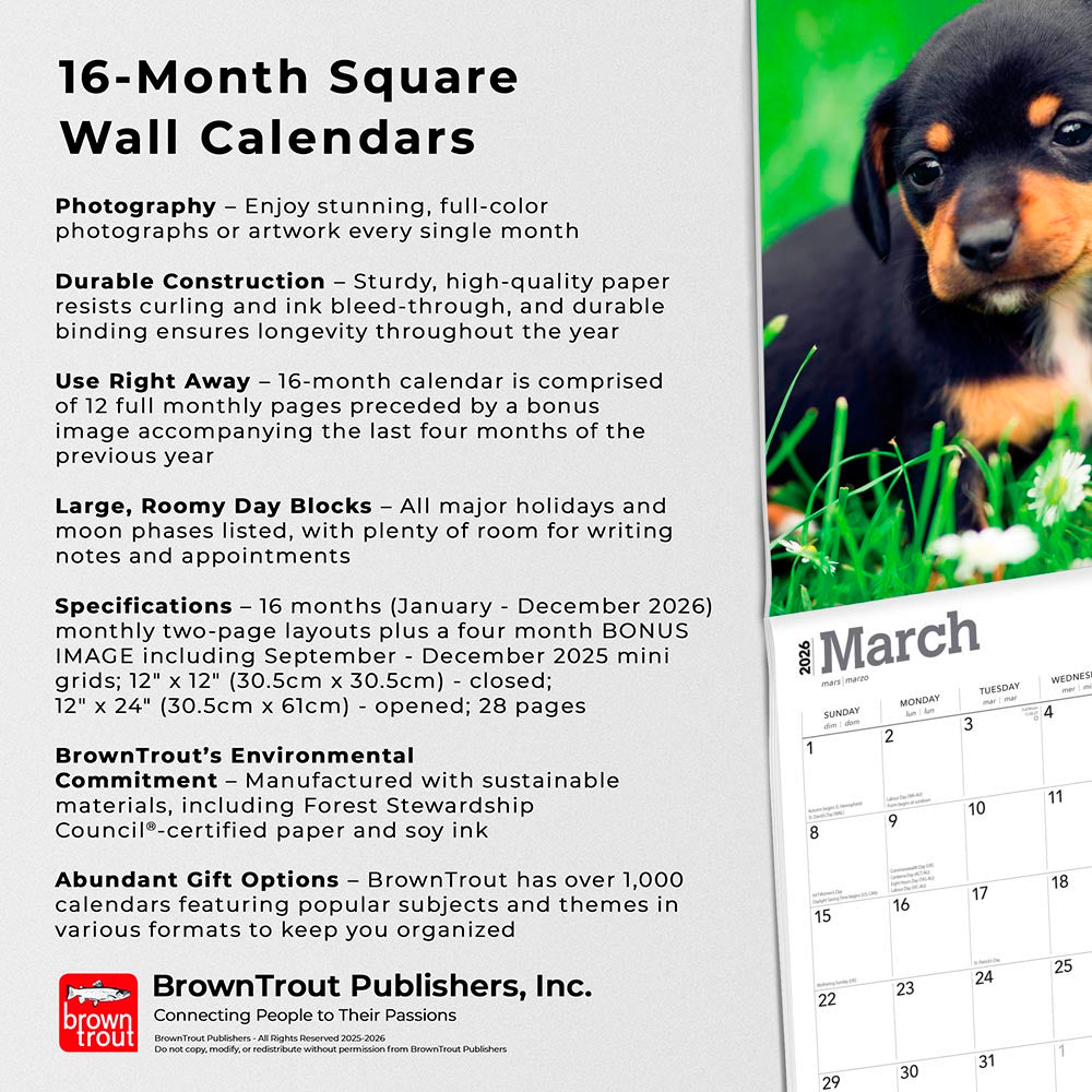 Dachshund Puppies | 2026 12 x 24 Inch (Hanging) Monthly Square Wall Calendar