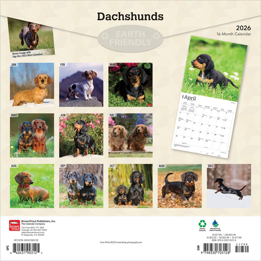 Dachshunds | 2026 12 x 24 Inch (Hanging) Monthly Square Wall Calendar | Foil Stamped Cover