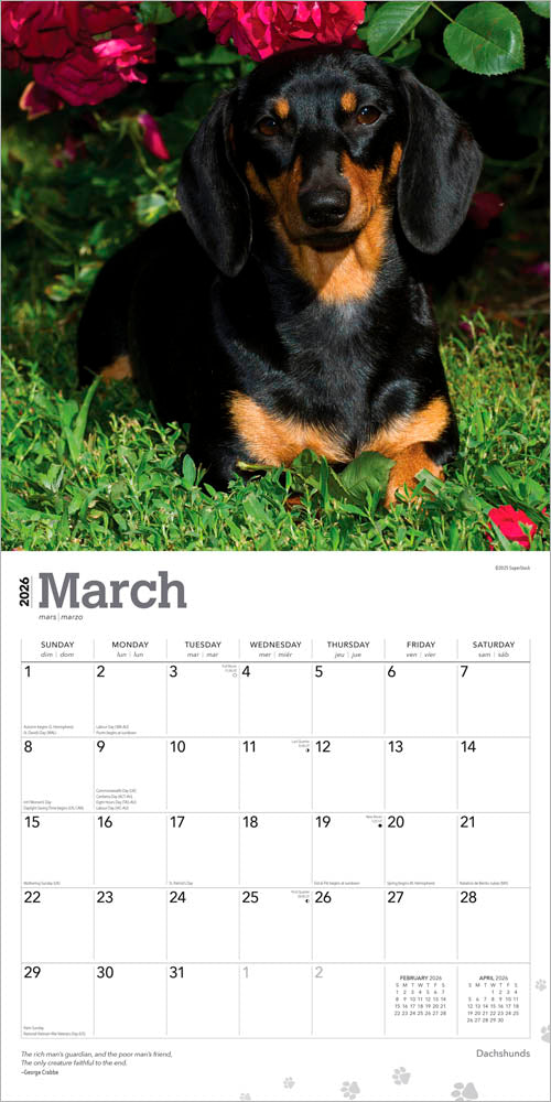 Dachshunds | 2026 12 x 24 Inch (Hanging) Monthly Square Wall Calendar | Foil Stamped Cover