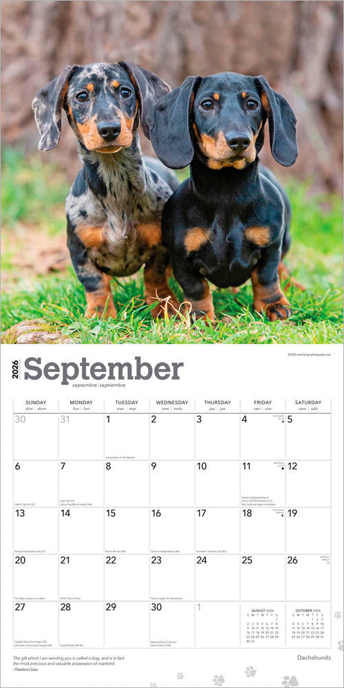 Dachshunds | 2026 12 x 24 Inch (Hanging) Monthly Square Wall Calendar | Foil Stamped Cover